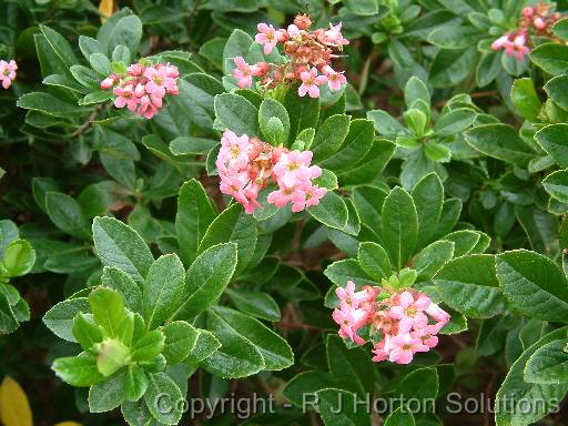 Escallonia Pink 